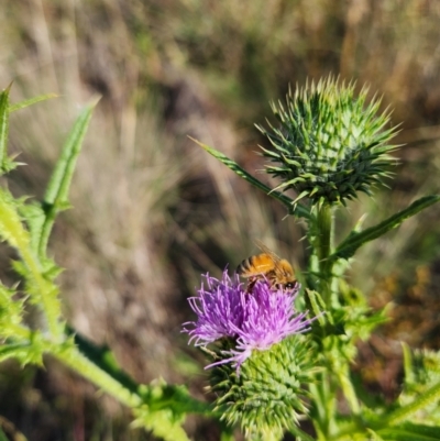 Apis mellifera (European honey bee) at Saint Mark's Grassland, Barton - 28 Jan 2024 by Cormac