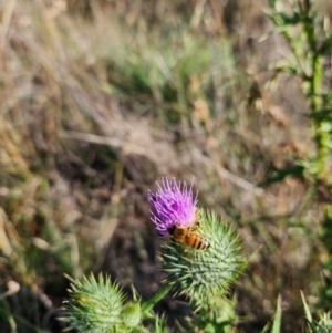 Apis mellifera at St Marks Grassland (SMN) - 28 Jan 2024