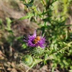 Apis mellifera at St Marks Grassland (SMN) - 28 Jan 2024