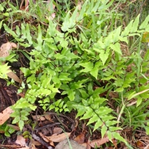 Pellaea viridis at Bomaderry Creek Regional Park - 31 Jan 2024