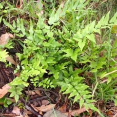 Pellaea viridis (Green Cliff Brake) at North Nowra, NSW - 31 Jan 2024 by plants