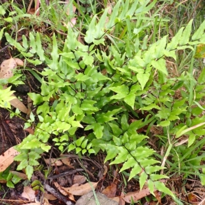 Pellaea viridis (Green Cliff Brake) at Bomaderry Creek Regional Park - 31 Jan 2024 by plants