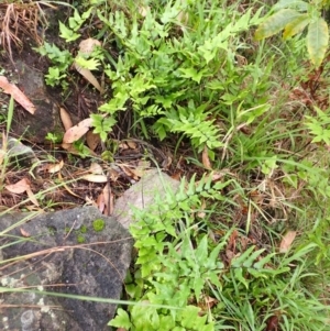 Pellaea viridis at Bomaderry Creek Regional Park - 31 Jan 2024 11:38 AM