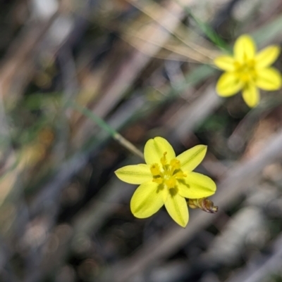 Tricoryne elatior (Yellow Rush Lily) at Cleland, SA - 28 Jan 2024 by Darcy