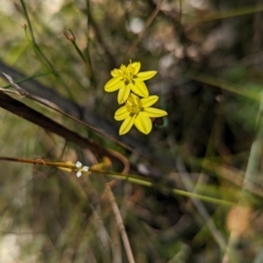 Tricoryne elatior at Cleland National Park - 28 Jan 2024