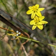 Tricoryne elatior at Cleland National Park - 28 Jan 2024