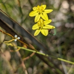 Tricoryne elatior at Cleland National Park - 28 Jan 2024