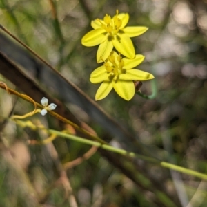 Tricoryne elatior at Cleland National Park - 28 Jan 2024