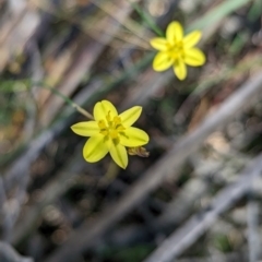 Tricoryne elatior at Cleland National Park - 28 Jan 2024