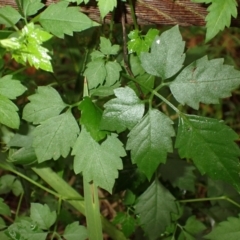 Cayratia clematidea (Slender Grape) at Berry, NSW - 31 Jan 2024 by plants