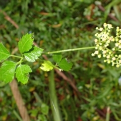 Cayratia clematidea at Seven Mile Beach National Park - 31 Jan 2024