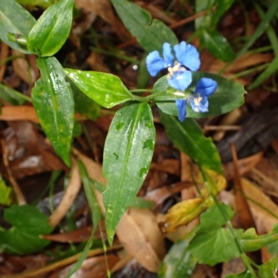 Commelina cyanea (Scurvy Weed) at Seven Mile Beach National Park - 31 Jan 2024 by plants