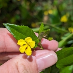 Goodenia ovata (Hop Goodenia) at Cleland, SA - 28 Jan 2024 by Darcy