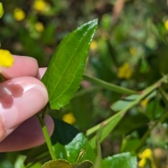 Goodenia ovata at Cleland National Park - 28 Jan 2024