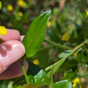 Goodenia ovata at Cleland National Park - 28 Jan 2024