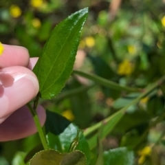 Goodenia ovata at Cleland National Park - 28 Jan 2024