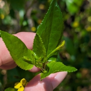 Goodenia ovata at Cleland National Park - 28 Jan 2024