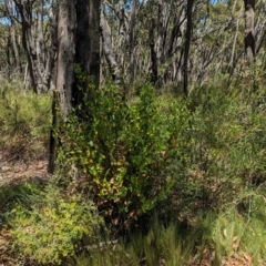 Goodenia ovata at Cleland National Park - 28 Jan 2024 12:53 PM