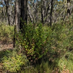 Goodenia ovata at Cleland National Park - 28 Jan 2024