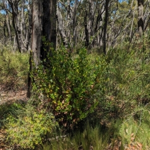 Goodenia ovata at Cleland National Park - 28 Jan 2024