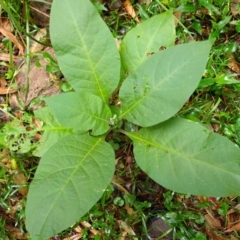 Solanum mauritianum (Wild Tobacco Tree) at Seven Mile Beach National Park - 31 Jan 2024 by plants