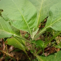 Solanum mauritianum at Seven Mile Beach National Park - 31 Jan 2024 12:40 PM