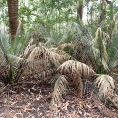 Macrozamia communis (Burrawang) at Seven Mile Beach National Park - 31 Jan 2024 by plants