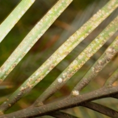 Macrozamia communis at Seven Mile Beach National Park - 31 Jan 2024