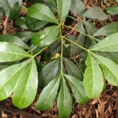 Melicope micrococca (Hairy-leaved Doughwood, White Euodia) at Berry, NSW - 31 Jan 2024 by plants