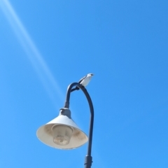 Microcarbo melanoleucos at Glenelg, SA - 29 Jan 2024 11:33 AM