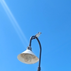 Microcarbo melanoleucos at Glenelg, SA - 29 Jan 2024 11:33 AM