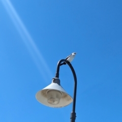 Microcarbo melanoleucos at Glenelg, SA - 29 Jan 2024 11:33 AM