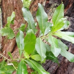 Duboisia myoporoides (Corkwood, Eye-opening Tree) at Seven Mile Beach National Park - 31 Jan 2024 by plants