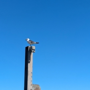 Larus pacificus at Glenelg, SA - 29 Jan 2024 11:49 AM