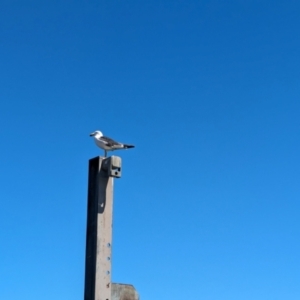 Larus pacificus at Glenelg, SA - 29 Jan 2024