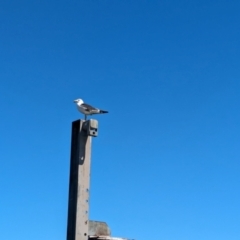 Larus pacificus at Glenelg, SA - 29 Jan 2024 11:49 AM