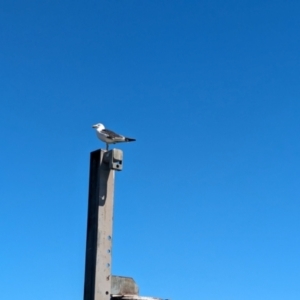 Larus pacificus at Glenelg, SA - 29 Jan 2024 11:49 AM
