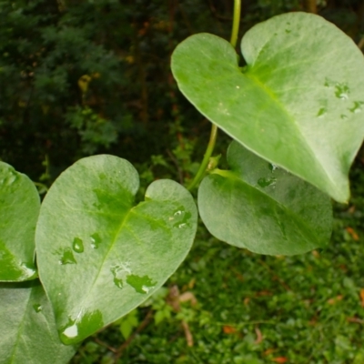 Anredera cordifolia (Madeira Vine) at Gerroa, NSW - 31 Jan 2024 by plants