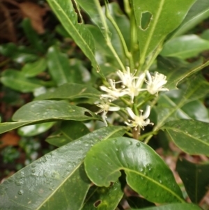 Acronychia oblongifolia at Gerroa, NSW - 31 Jan 2024 01:16 PM