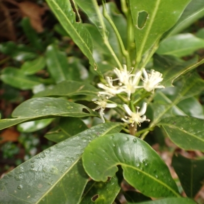 Acronychia oblongifolia (White Aspen, Yellow Wood) at Gerroa, NSW - 31 Jan 2024 by plants