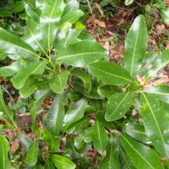 Acronychia oblongifolia at Gerroa, NSW - 31 Jan 2024