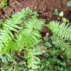 Pellaea falcata (Sickle Fern) at Gerroa, NSW - 31 Jan 2024 by plants