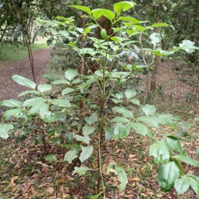 Polyscias elegans (Celery Wood) at Gerroa, NSW - 31 Jan 2024 by plants