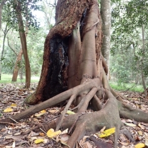 Ficus macrophylla at Gerroa, NSW - 31 Jan 2024