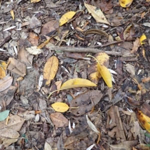 Ficus macrophylla at Gerroa, NSW - 31 Jan 2024