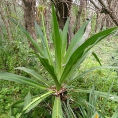 Crinum pedunculatum (Swamp Lily, River Lily, Mangrove Lily) at Seven Mile Beach National Park - 31 Jan 2024 by plants