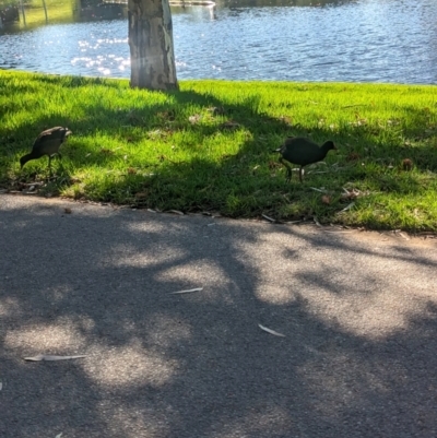 Gallinula tenebrosa (Dusky Moorhen) at North Adelaide, SA - 29 Jan 2024 by Darcy