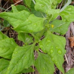 Tetragonia tetragonoides (Native Spinach, New Zealand Spinach) at Seven Mile Beach National Park - 31 Jan 2024 by plants