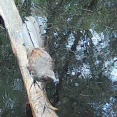 Menura novaehollandiae (Superb Lyrebird) at Moruya, NSW - 27 Jan 2024 by LisaH