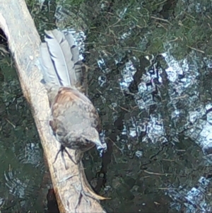 Menura novaehollandiae at Moruya, NSW - suppressed